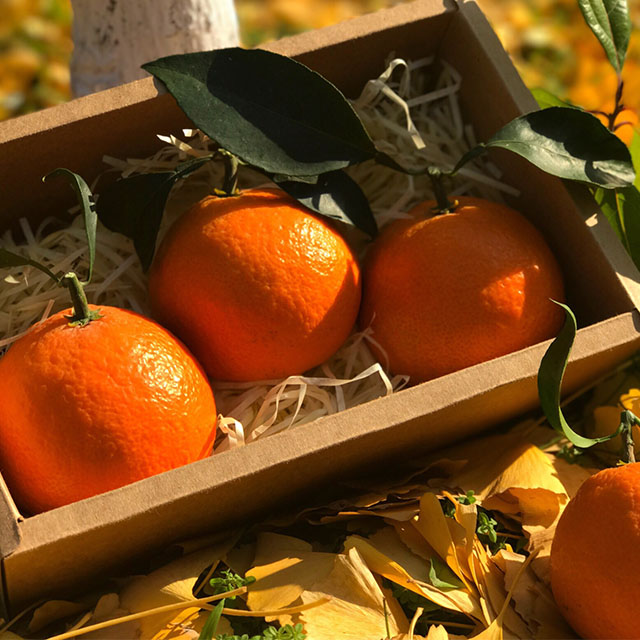 【宁波】象山红美人柑橘试吃款 2斤/盒 江浙沪包邮