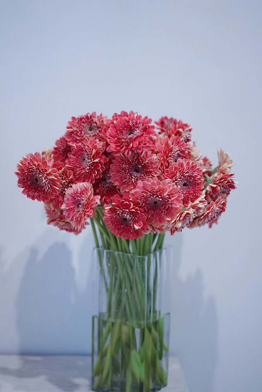 昆明直发限时特惠99元9枝重瓣非洲菊云霞风情