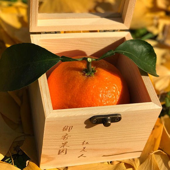【宁波】象山红美人柑橘木盒精装 1个\/盒 江浙