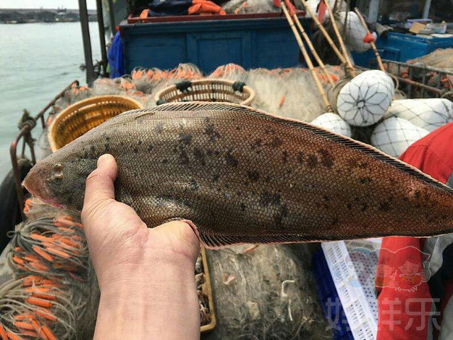 【小龙利鱼】又名龙舌鱼,肉质细嫩营养丰富!