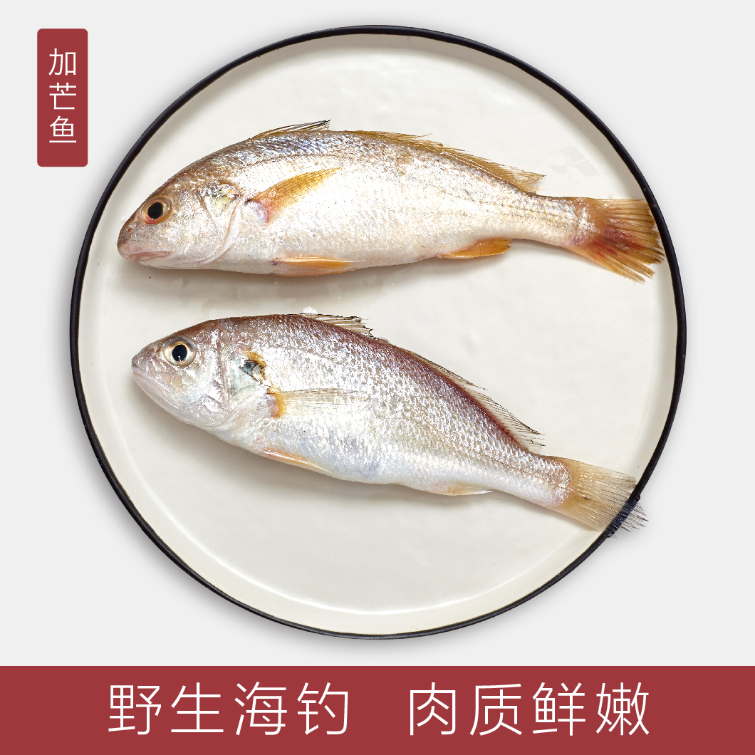 加芒鱼(有小黄花鱼之美称,营养丰富,价格实惠,