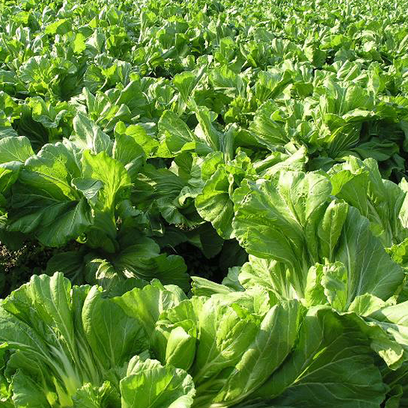 原耕良仓 新鲜现摘蔬菜 芥菜头 农家自种青菜 无农药化肥 500g