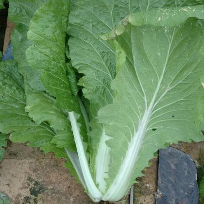 【新合作绿色青白菜】天然健康,新鲜脆甜,一斤包装