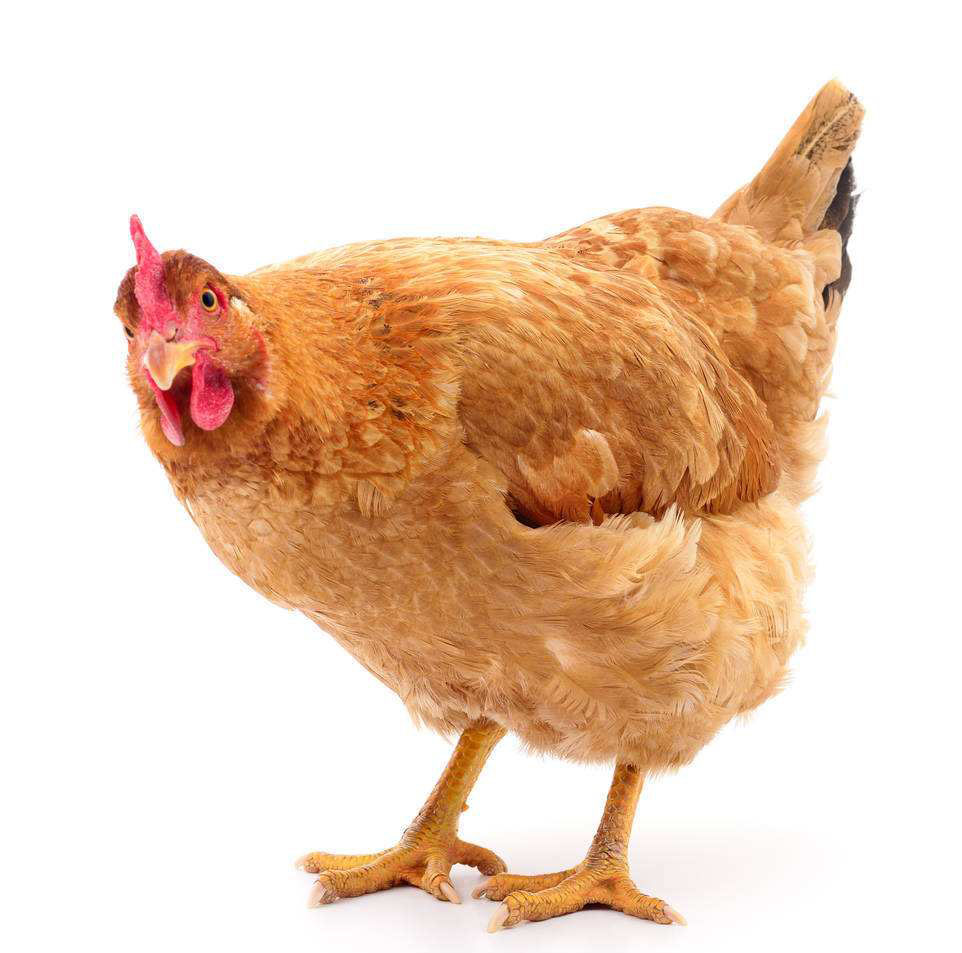 母鸡 1.25kg—1.5kg