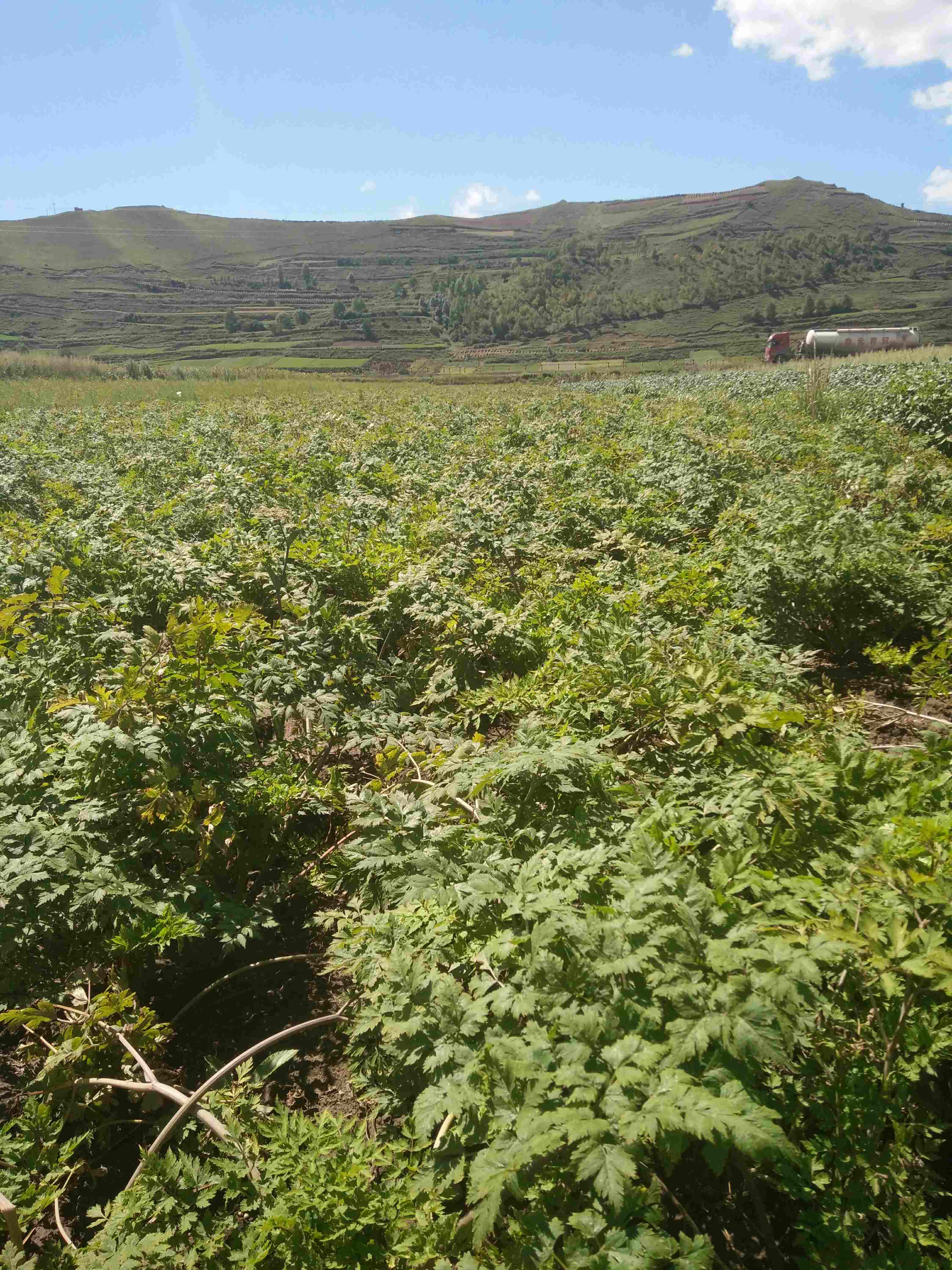 婷婷姐全当归/甘肃岷县产无硫熏全当归