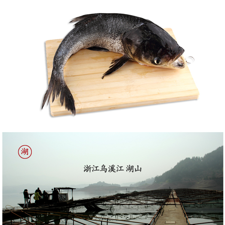 遂昌湖山有机活鱼/花鲢 鲜活到家