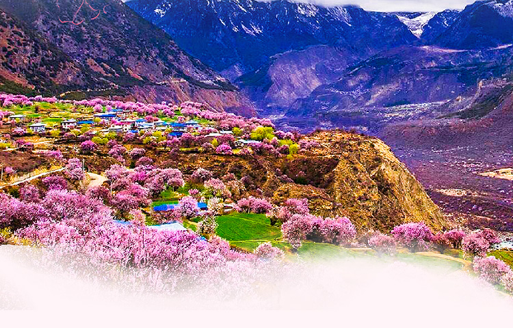 【西藏-十里桃花】漫步雅江畔 寻梦桃花源——拉萨林芝波密桃花8晚9天