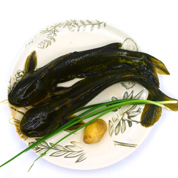 鲜活昂刺鱼150g-200g/条 结算价格以实到重量计算
