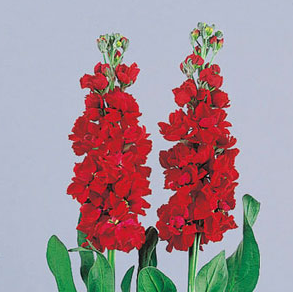 国产紫罗兰-红色(运输花瓣易损易掉,下部会有挤压,介意者慎购)