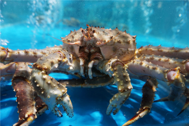 【开业特惠】20元抢小象鲜生100元代金券,拿下全球生猛海鲜[l]