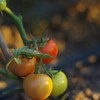 生态西红柿/番茄 | 绿家自产 * Eco-tomato | In-House Production 商品缩略图3