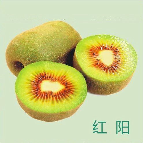 红阳猕猴桃 24枚装 新鲜水果 香甜多汁 绿色健康 包邮 陕西果业 陕果