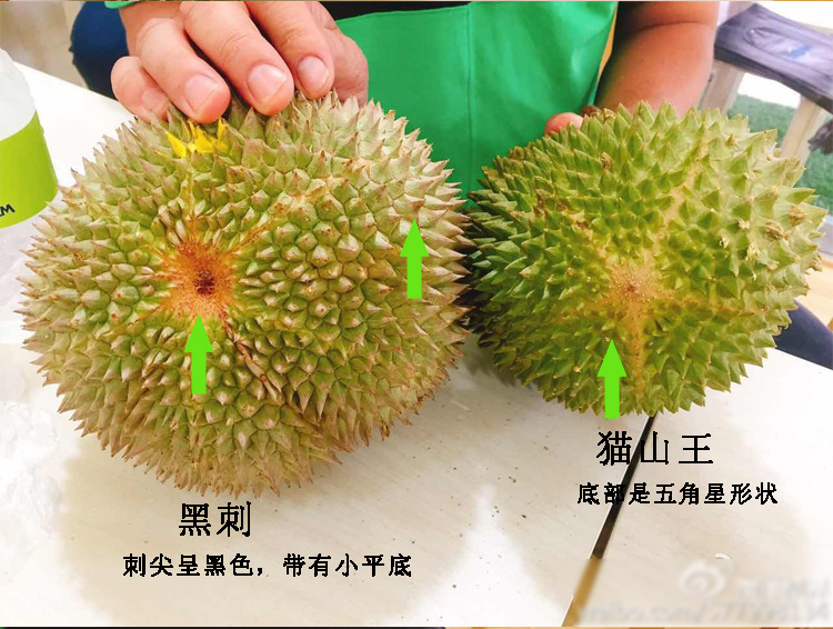 稀少且珍贵的黑刺榴莲【沪苏浙皖包邮，外地补运费差价】有着树上黄金之称，只闻其名未尝其味，实在可惜。甜度口感极佳，果肉嫩滑细腻，入口即化。还是优惠价，149元一斤。包装将近半斤，我们去掉称重，不做奸商!