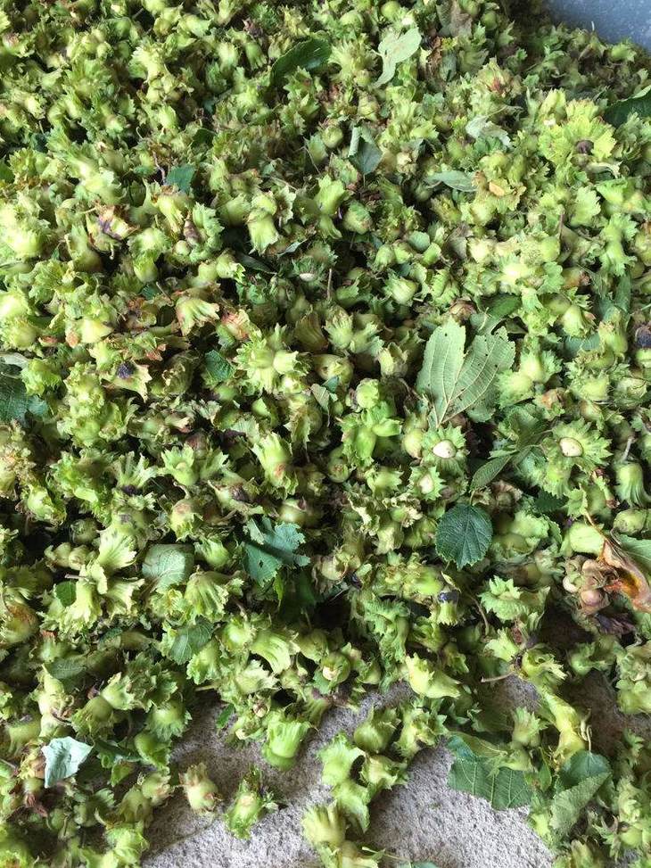 原味长白山野生榛子松子 自然炒制零添加 连盐都没放