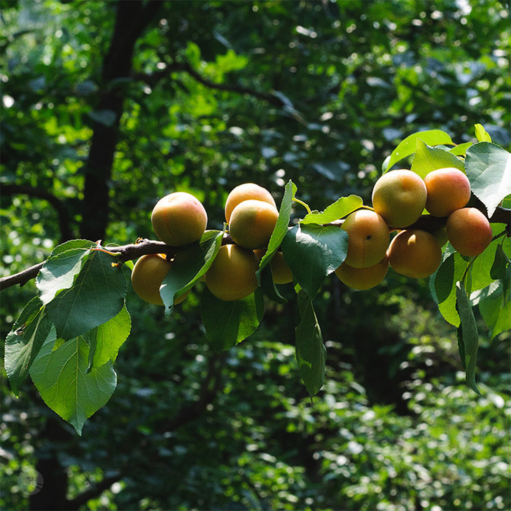 浔隐山 | 阳高京杏杏脯 手工无核杏脯蜜饯果肉干 酸甜好吃 250g/袋