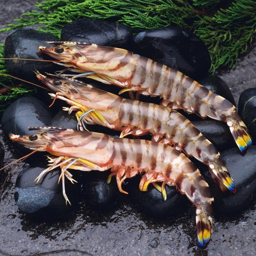 斑节虾(细胞活冻)300g