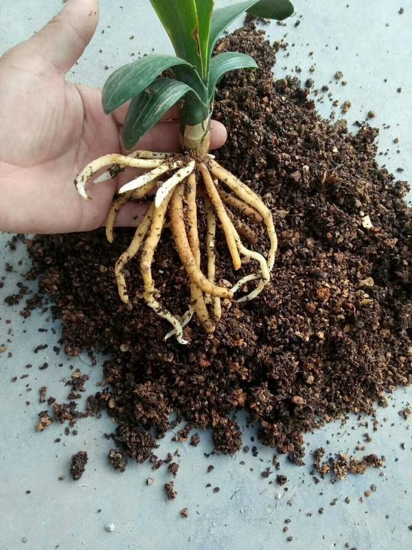 (小粒)栎树皮颗粒兰花植料 (点击链接了解详情)