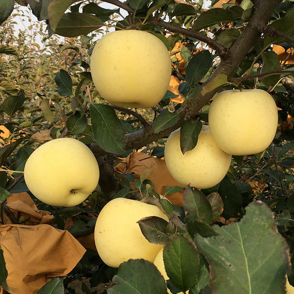 15枚80老品种苹果套装【黄元帅】 【红星】 【红富士】让人时常怀念的