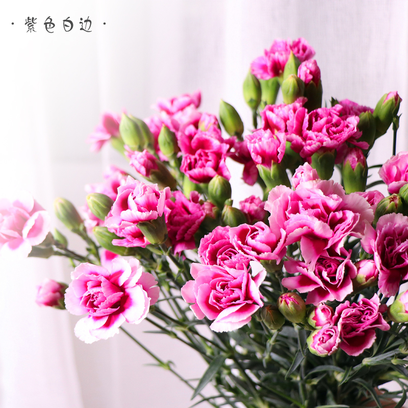 多头康乃馨 一扎发货 多色可选【不含花瓶】【全国包邮】