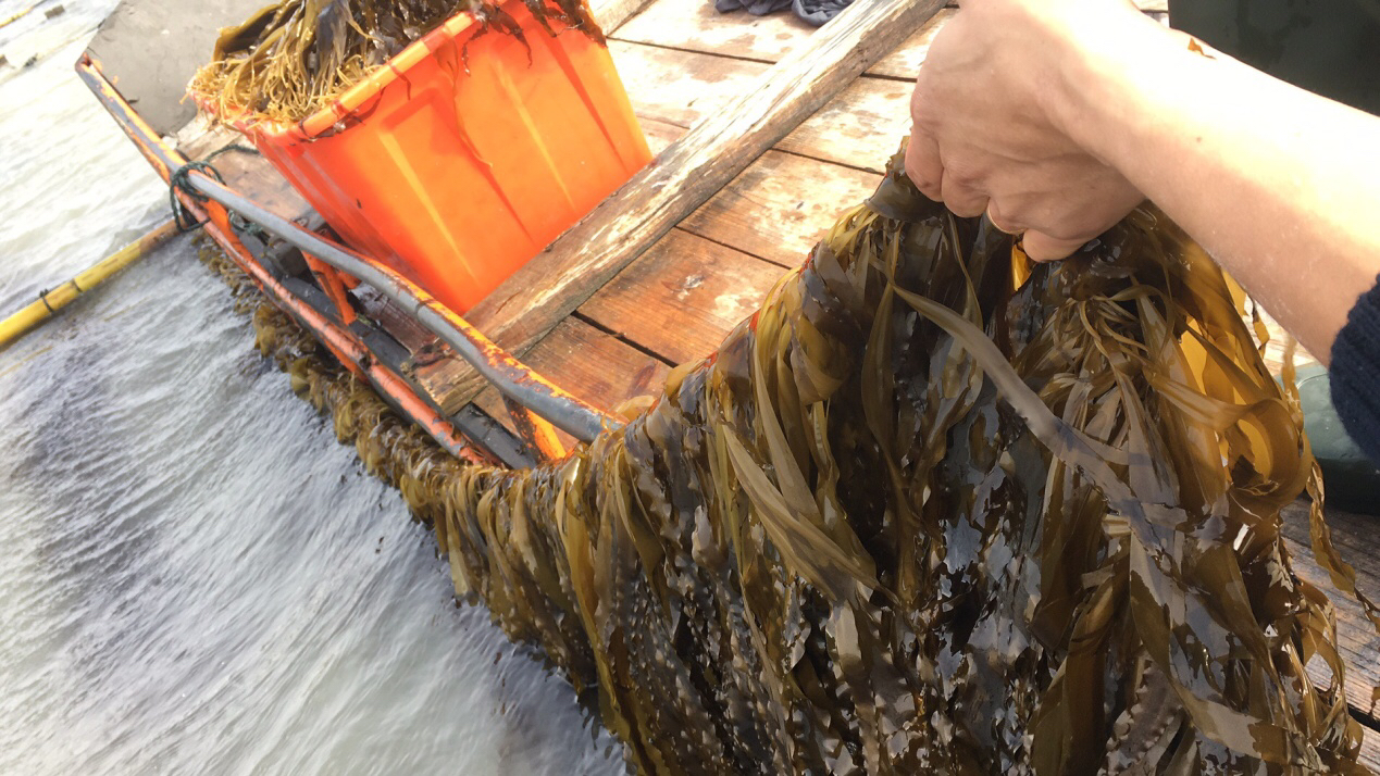 【全国包邮,东三省等偏远地区除外】南日岛 海带苗500g/包*5 海带苗,