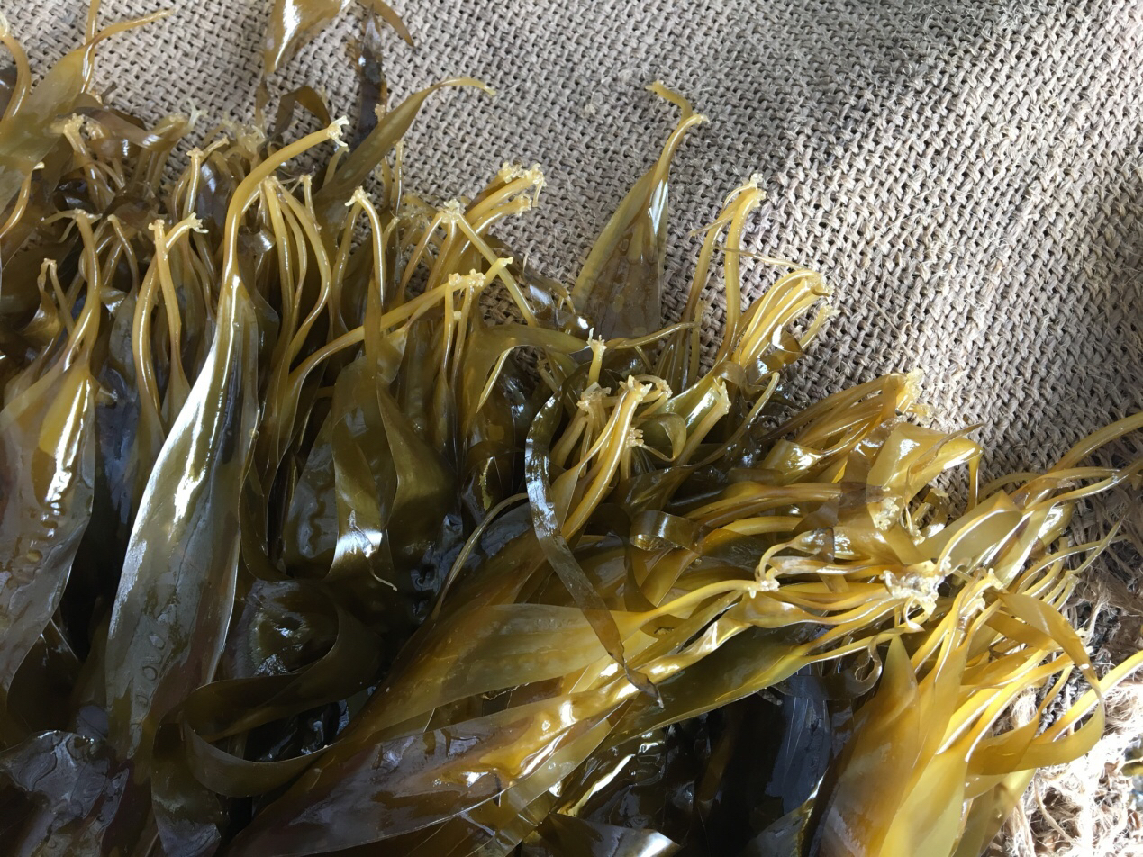 【全国包邮,东三省等偏远地区除外】南日岛 海带苗500g/包*5 海带苗