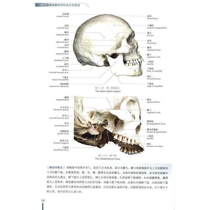 緒論 緒圖-1 解剖學姿勢 緒圖-2 方位術語(1) 緒圖-3 方位術語(2) 緒