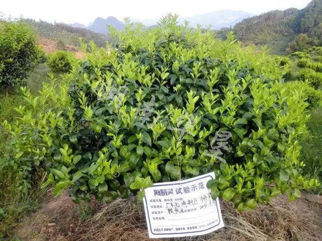 先试再买!海精灵生物刺激剂(根施型)!付邮费试用!电话/微信:137390966