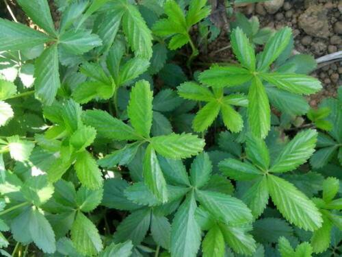 五匹风(又名五爪龙)原生态