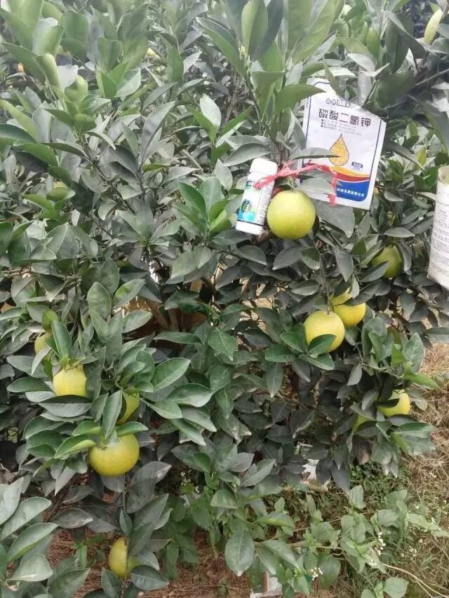 华垦官方旗舰店