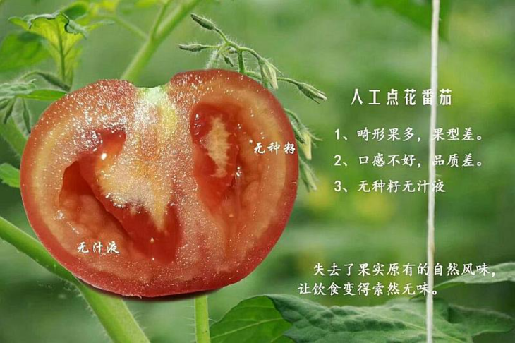 【草莓采摘 · 团体】阿冰有机草莓西红柿采摘园!品种多,价格实惠!