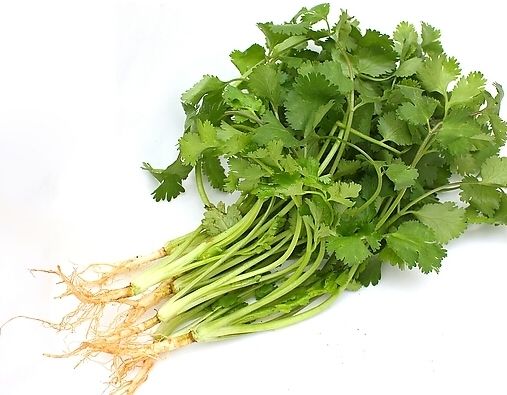 香菜