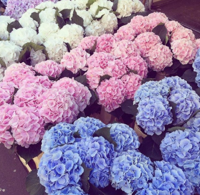 绣球(浅蓝,浅粉,白色) - floever鲜花商城