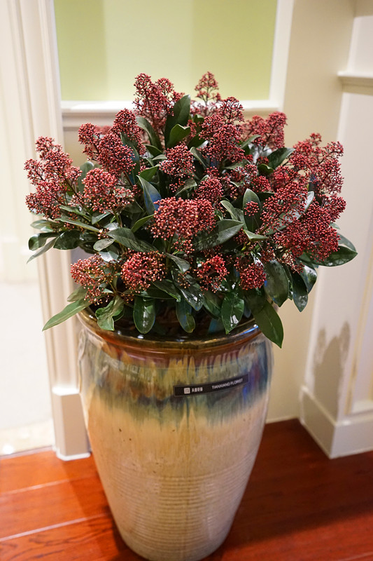 同城配送【精品组合盆栽】 紫珊瑚