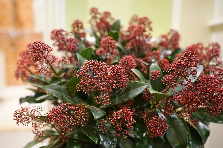 同城配送【精品组合盆栽】 紫珊瑚