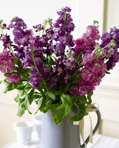 包月花(经典系列)