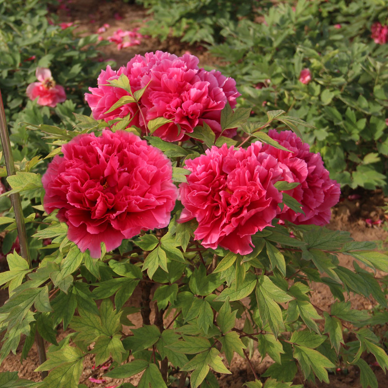 源产地精选洛阳牡丹花10朵以上!活体邮寄一站式服务