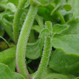 生态冰菜 | 绿家自产* Ecological crystalline ice plant | In-House Production