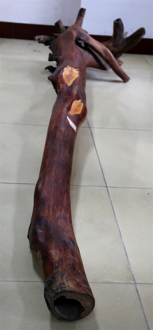 难得的海南黄花梨老树料标本249米高100100301