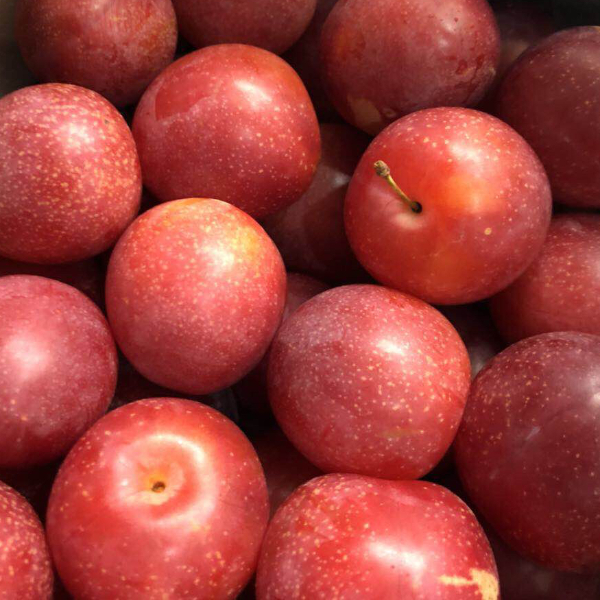 澳洲樱桃李,吃遍了几乎全球的李子,最终发现这是最好吃的这一款:汁水