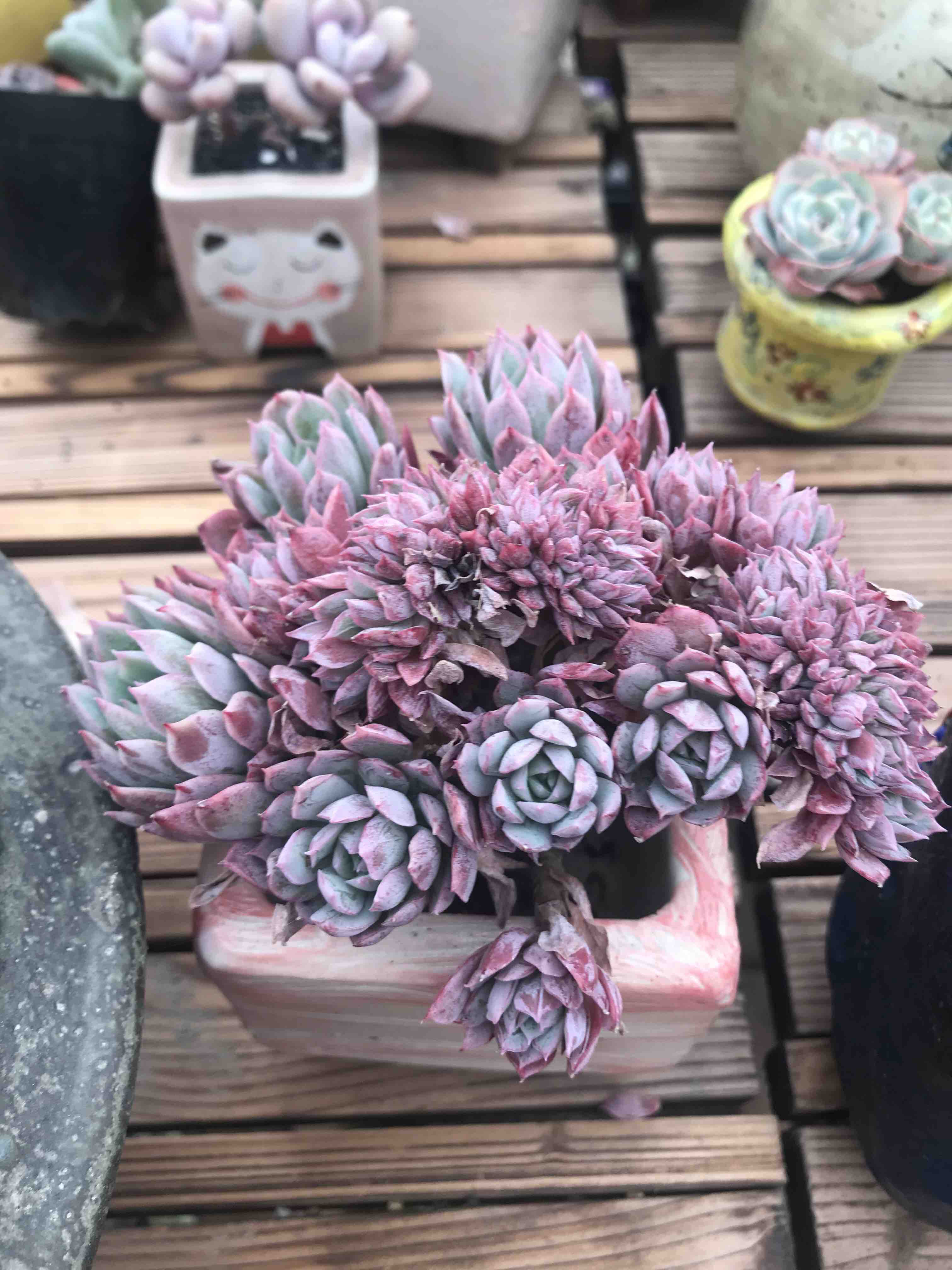 火焰杯缀化十三公分左右会员价180