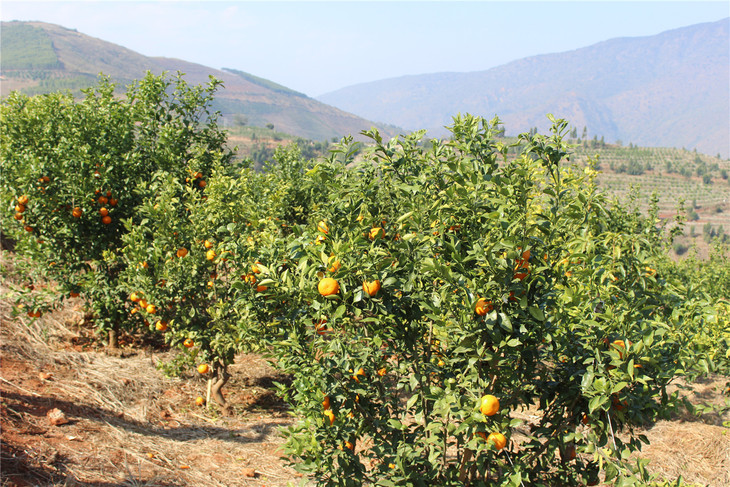 土哆哆云南明星水果元江沃柑8斤 多汁蜜甜
