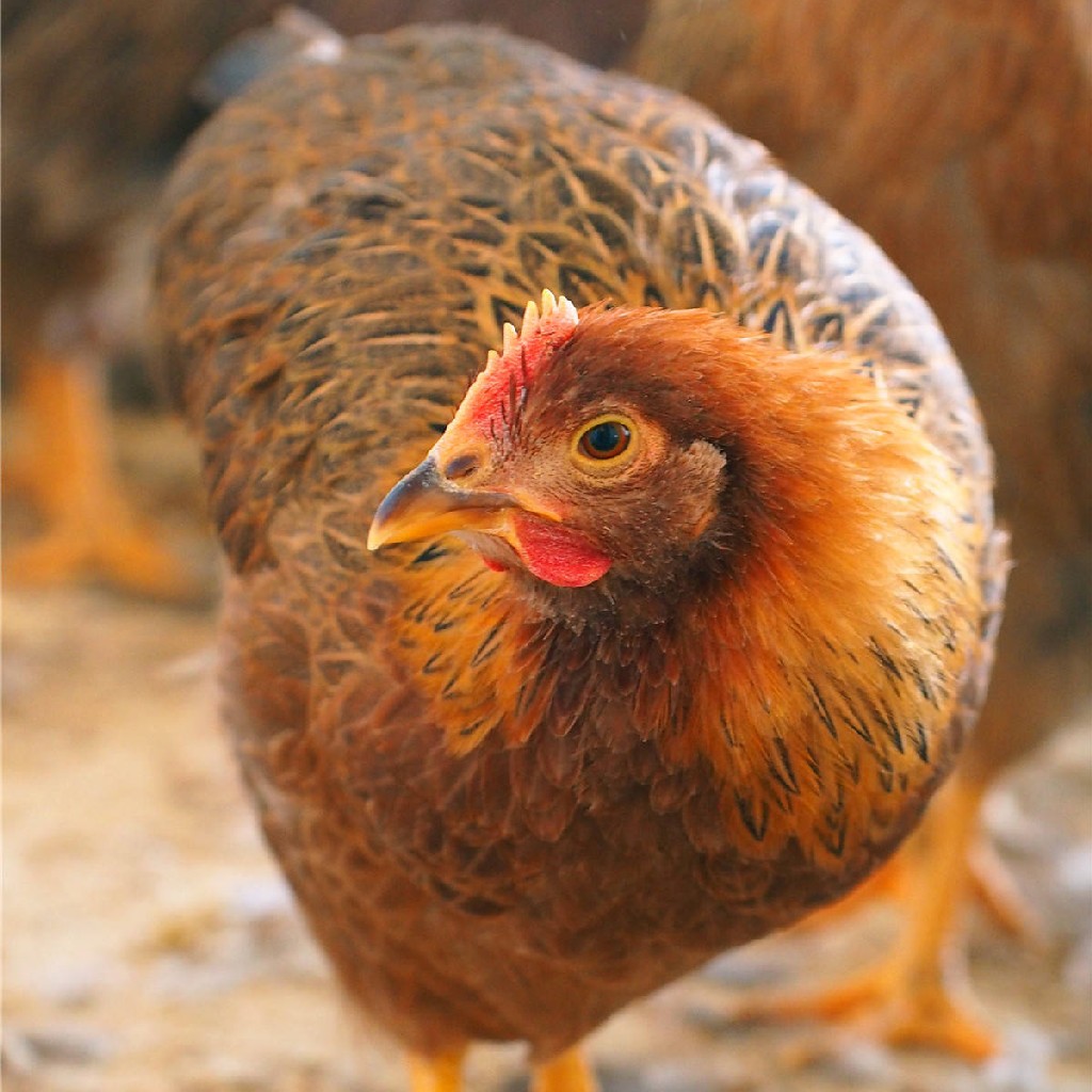 120日龄优质肉用麻鸡～净田社赤峰基地(适合白切鸡,宫保鸡丁,煲汤