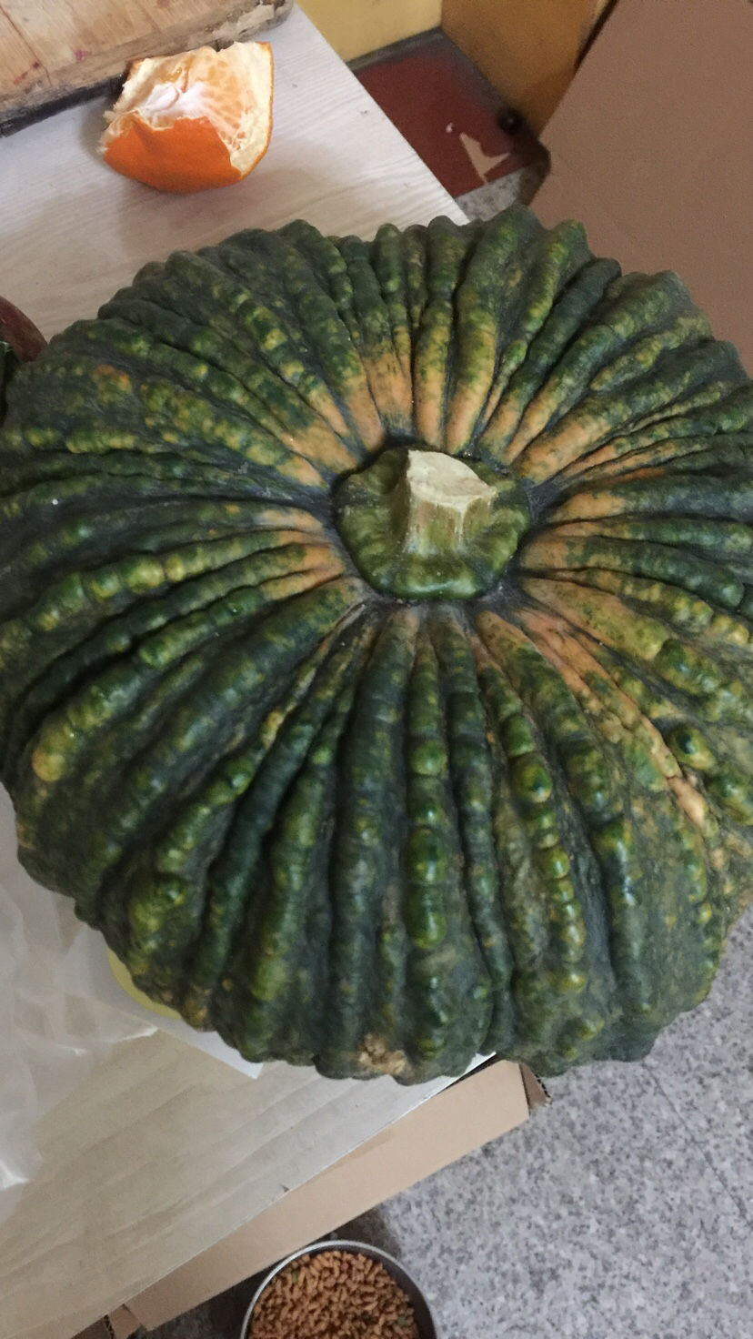 【泰国鳄鱼大南瓜】粗粮新主义,营养健康好吸收!