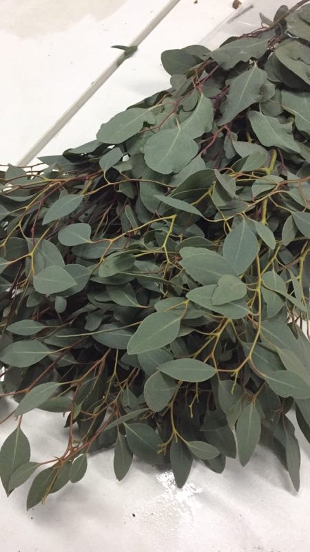 进口尤加利大尖叶