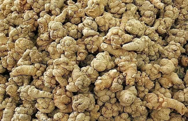 优质三七(多头)