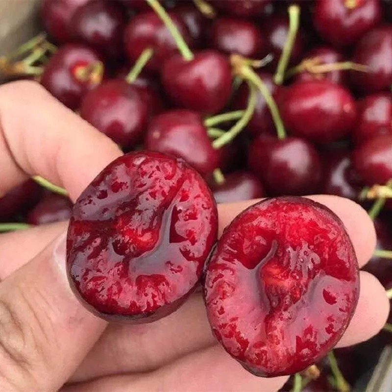 车厘子 双j 10斤/328元