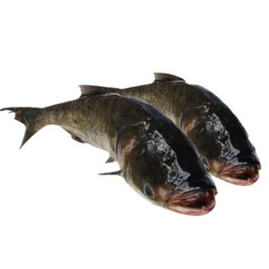 枫树坝水库雄鱼 约5斤-8斤/条