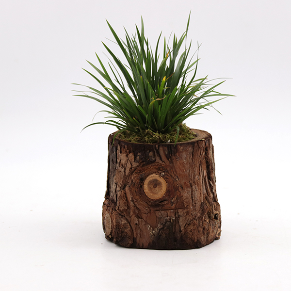 【预售】菖蒲(木盆)