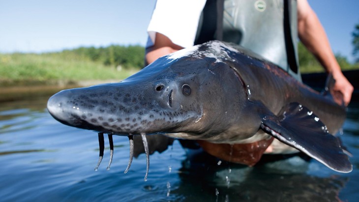 【新品尝鲜】鲟鱼鱼子酱——舌尖上的"黑色黄金"