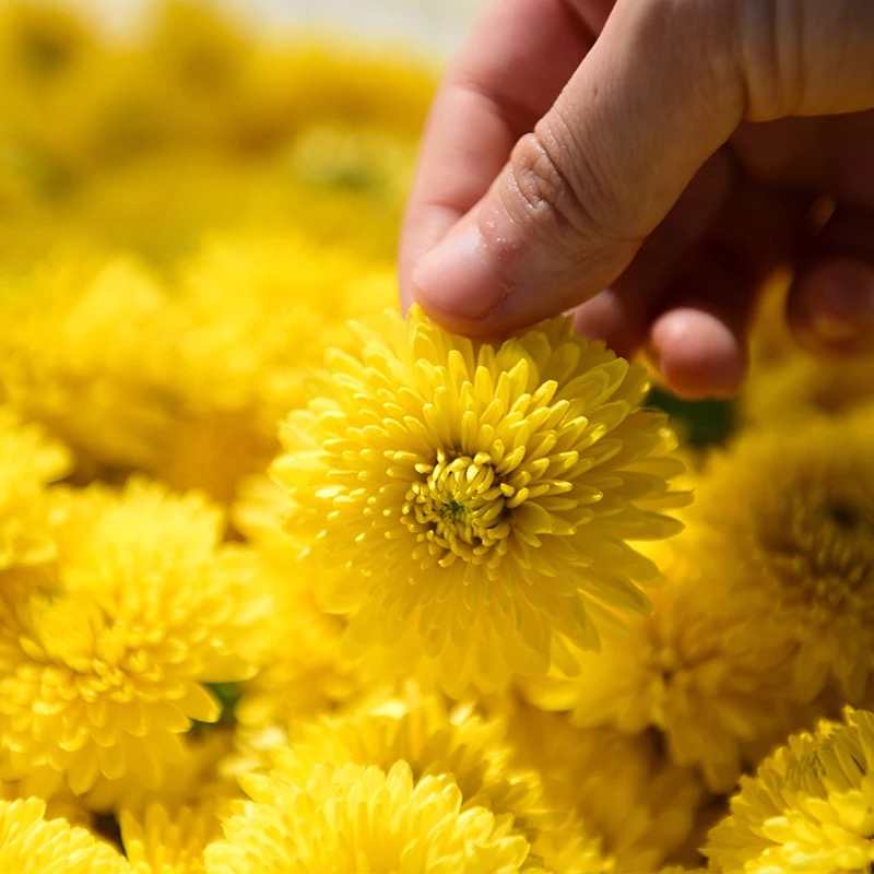 良心谷 有机泰皇菊傲霜系列 20g